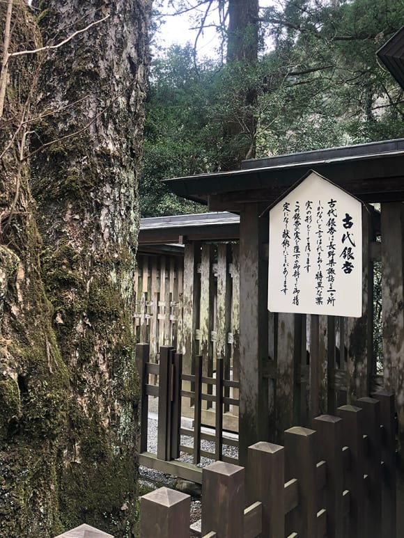 天岩戸神社の境内にそびえる御神木